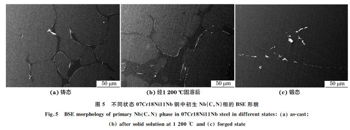 圖5 不同狀態(tài)07Cr18Ni11Nb鋼中初生 Nb(C，N)相的 BSE形貌